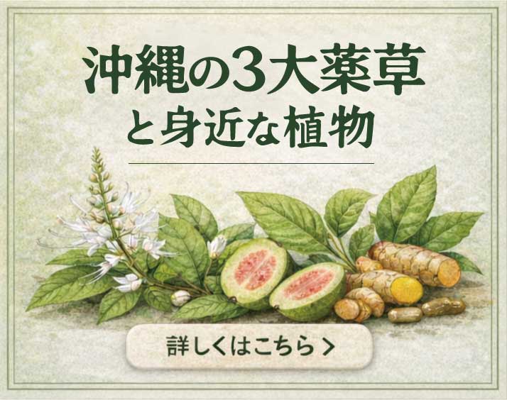 沖縄の3大薬草と身近な植物